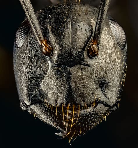 macro ant face|A Nikon photo competition shows us what an ant's face looks like .